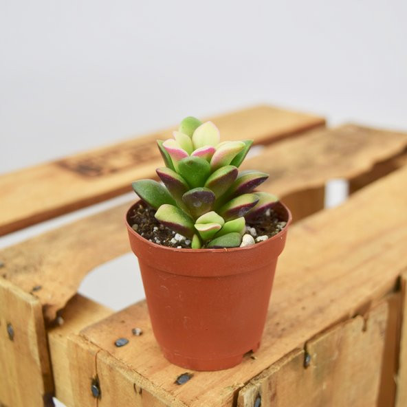 ANACAMPSEROS RUFESCENS SUKULENT ürün görseli