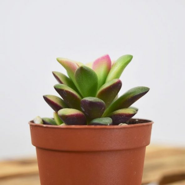 ANACAMPSEROS RUFESCENS SUKULENT - Resim 2