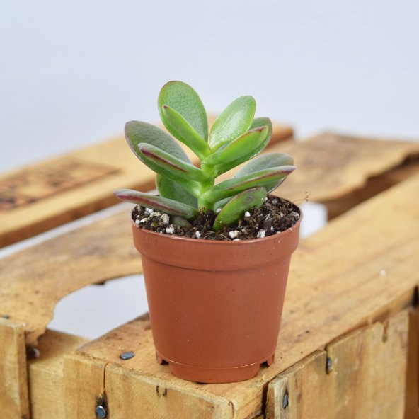 CRASSULA OVATA CROSBY DWARF JADE ürün görseli
