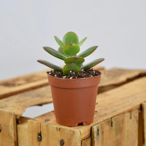CRASSULA OVATA CROSBY DWARF JADE - Resim 2