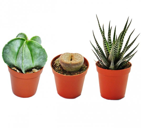 KAKTÜS SUKULENT NADİR TÜRLER SETİ SPARTAN ürün görseli