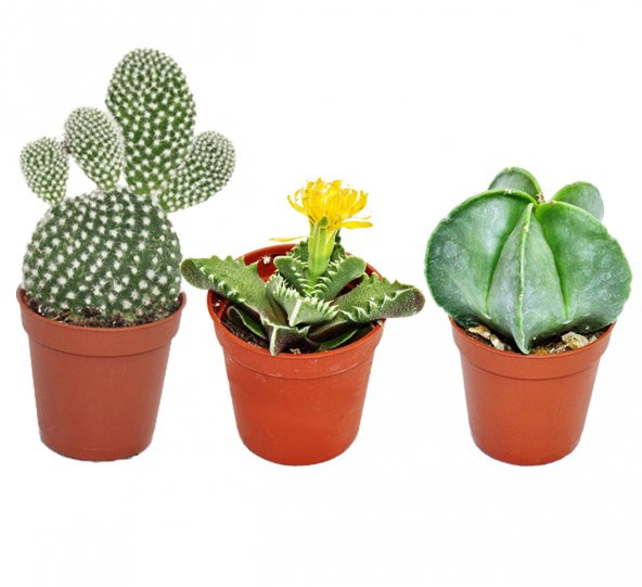 KAKTÜS SUKULENT NADİR TÜRLER SETİ VİONK ürün görseli