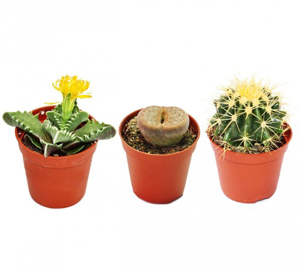 KAKTÜS SUKULENT NADİR TÜRLER SETİ TİENE ürün görseli