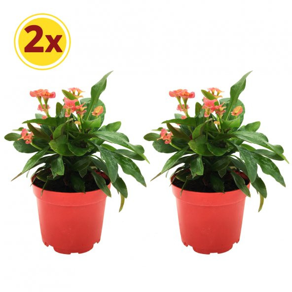 EUPHORBİA MİLİİ DİKENLER TACI PEMBE ÇİÇEK 2 ADET