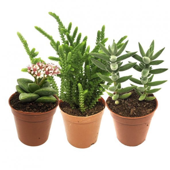 KAKTÜS SETİ BABYLON