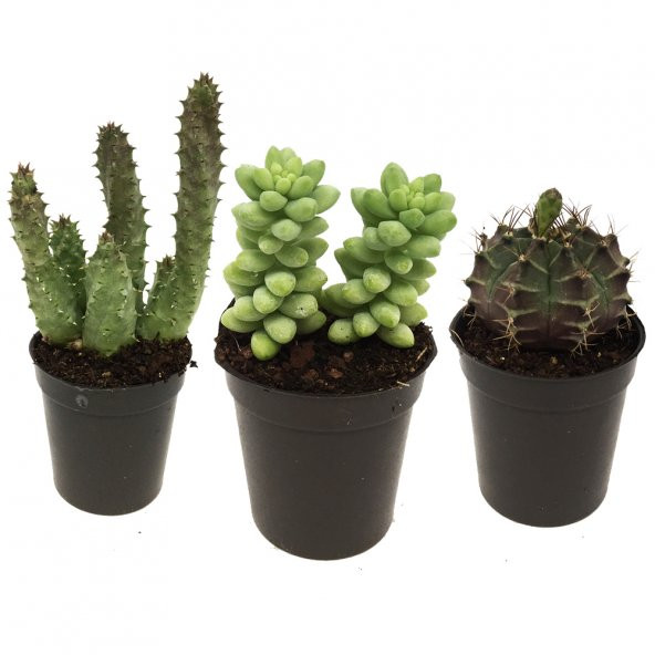 KAKTÜS SETİ NEMESİS ürün görseli