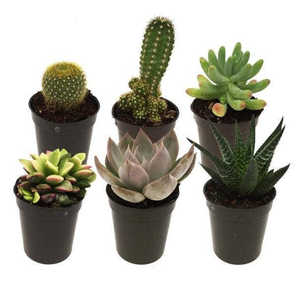 KAKTÜS SETİ ATLANTİS ürün görseli