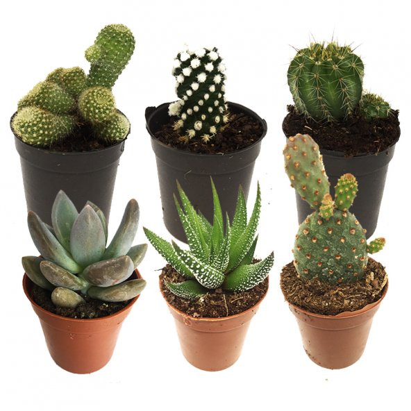 KAKTÜS SETİ GERMESA