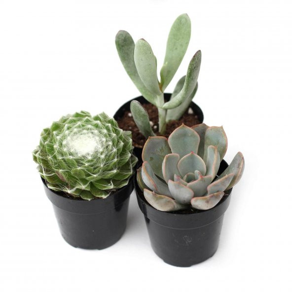 KAKTÜS SUKULENT SETİ ÖZEL TÜRLER HELSİNKİ ürün görseli