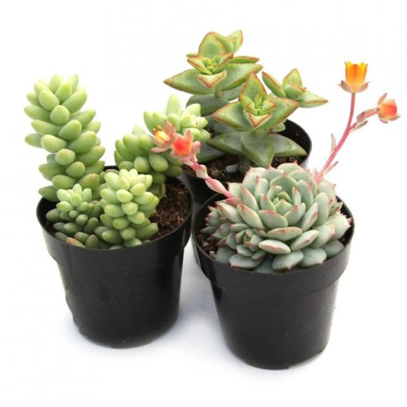 KAKTÜS SUKULENT SETİ ÖZEL TÜRLER KİEV ürün görseli