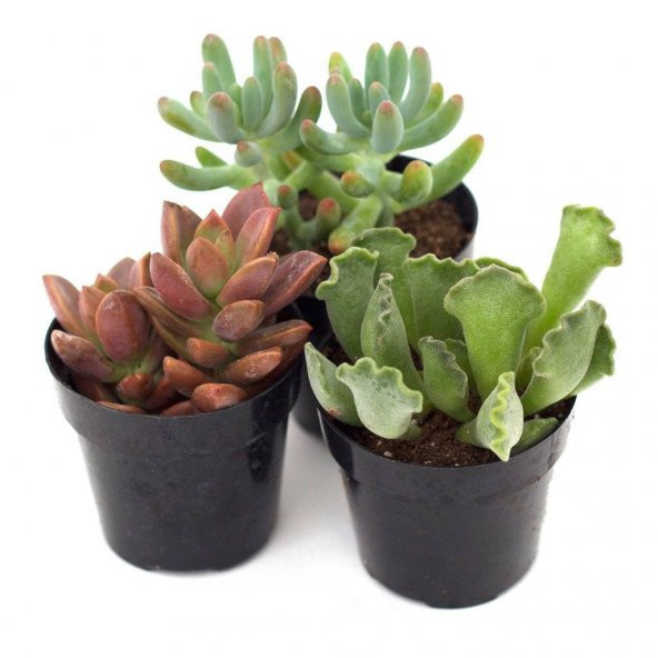 KAKTÜS SUKULENT SETİ ÖZEL TÜRLER MONACO ürün görseli