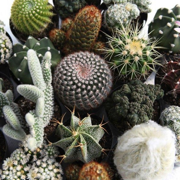 KAKTÜS SUKULENT SETİ 5 ADET KARIŞIK