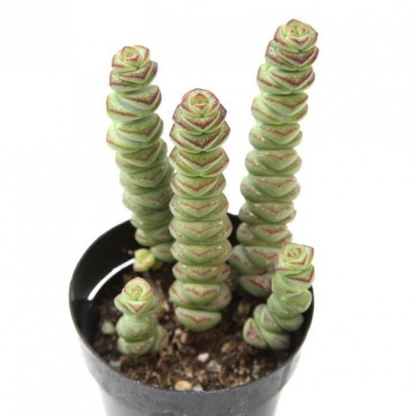 LEVANT CRASSULA BABYS NECKLACE ÖZEL SERİ