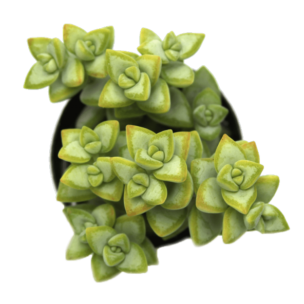 CRASSULA RUPESTRİS ROSARY VİNE SUKULENT