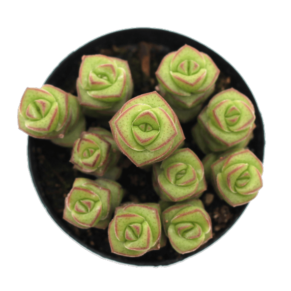 LEVANT CRASSULA JADE NECKLACE SUKULENT - Resim 2