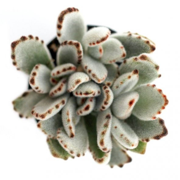 KALANCHOE TOMENTOSE PANDA SUKULENT ürün görseli 1