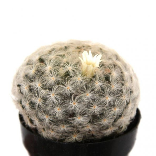 MAMİLLARİA PLUMOSA FEATHER KAKTÜS ürün görseli