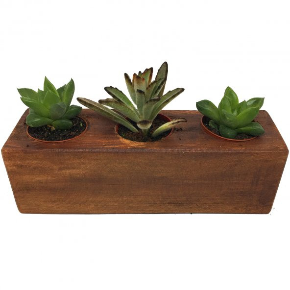 KAKTÜS SUKULENT ARANJMANI AHŞAP 3 ADET BİTKİLİ-01 ürün görseli 1