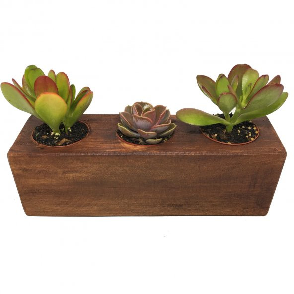 KAKTÜS SUKULENT ARANJMANI AHŞAP 3 ADET BİTKİLİ-02 ürün görseli