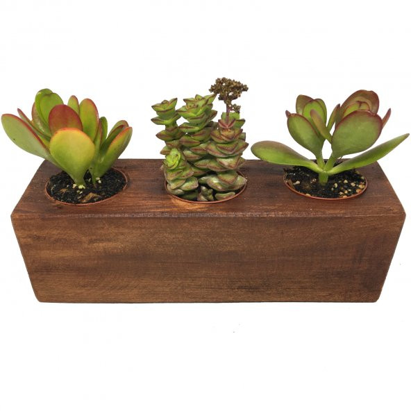 KAKTÜS SUKULENT ARANJMANI AHŞAP 3 ADET BİTKİLİ-03 ürün görseli