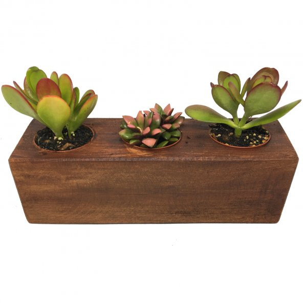 KAKTÜS SUKULENT ARANJMANI AHŞAP 3 ADET BİTKİLİ-04 ürün görseli
