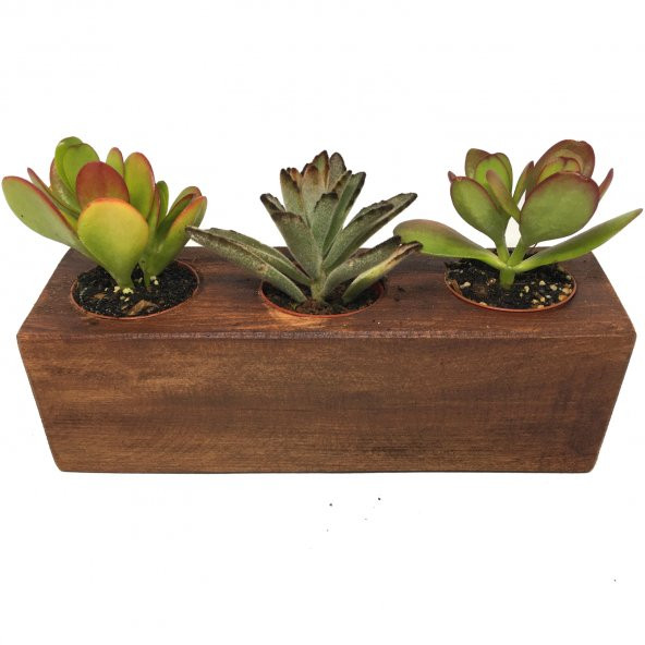 KAKTÜS SUKULENT ARANJMANI AHŞAP 3 ADET BİTKİLİ-05 ürün görseli