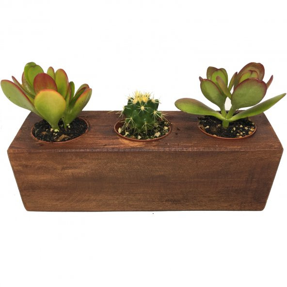 KAKTÜS SUKULENT ARANJMANI AHŞAP 3 ADET BİTKİLİ-08