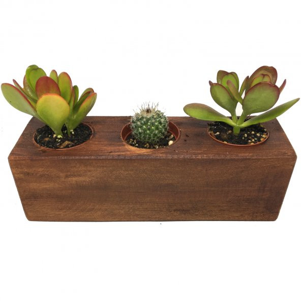KAKTÜS SUKULENT ARANJMANI AHŞAP 3 ADET BİTKİLİ-08 - 2