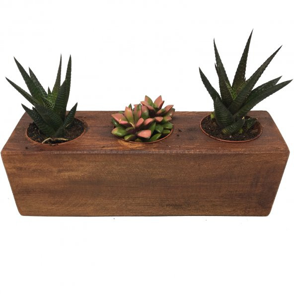 KAKTÜS SUKULENT ARANJMANI AHŞAP 3 ADET BİTKİLİ-09 ürün görseli
