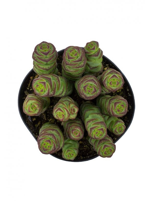 Crassula Baby’s Necklace Sukulent ürün görseli