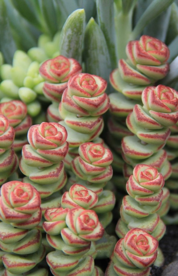 Crassula Baby’s Necklace Sukulent - Resim 2