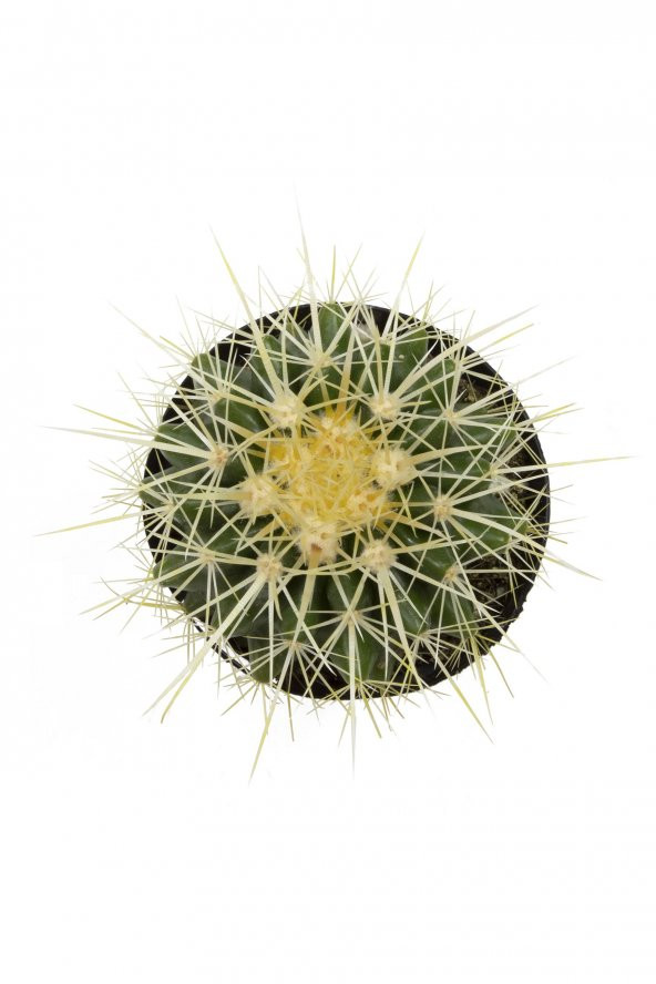 Echinocactus grusonii Golden Barrel Kaktüs - 2