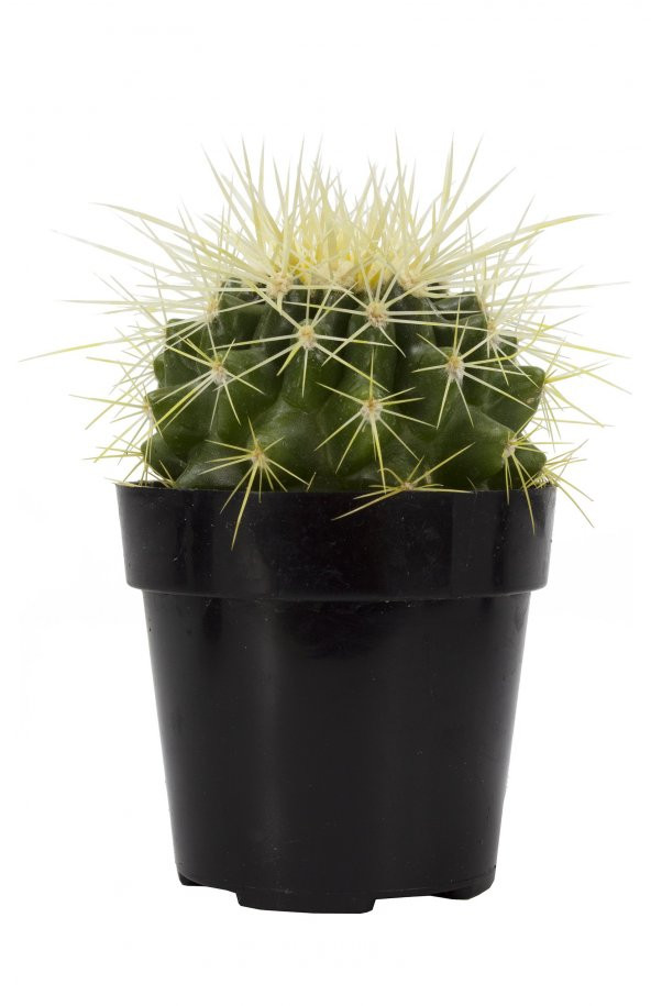 Echinocactus grusonii Golden Barrel Kaktüs - 3