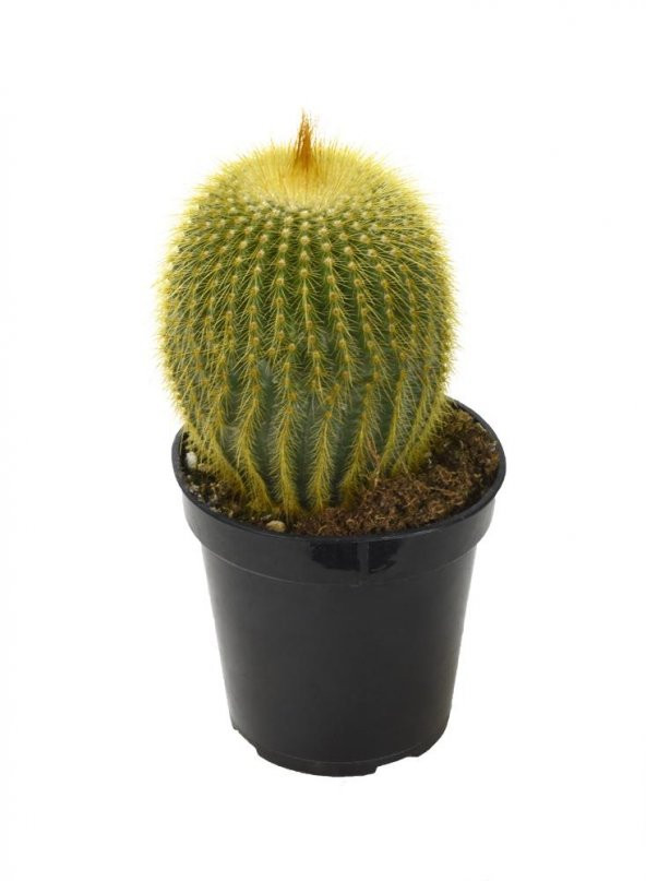 Notocactus leninghausii Golden Ball Kaktüs ürün görseli