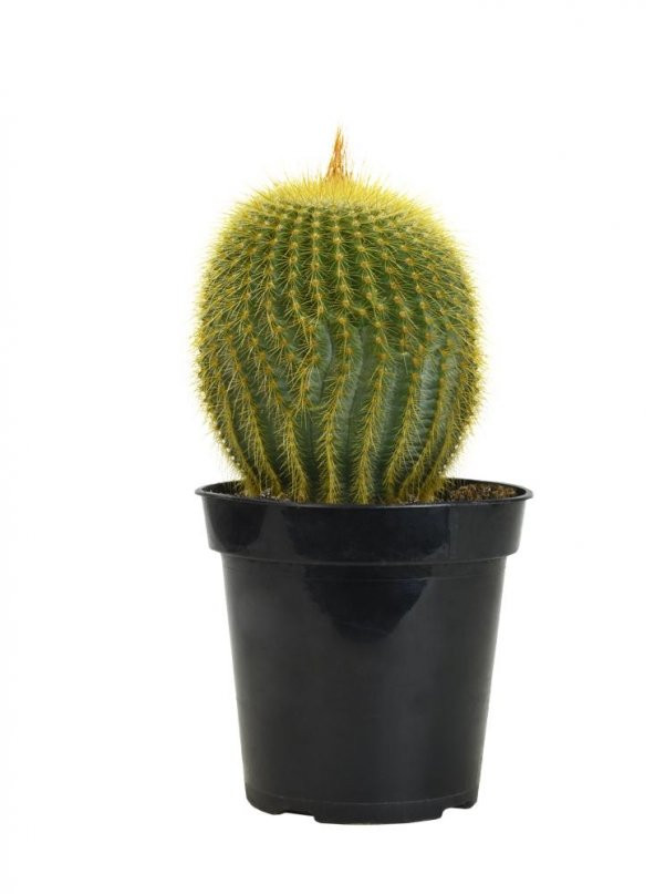 Notocactus leninghausii Golden Ball Kaktüs - Resim 3