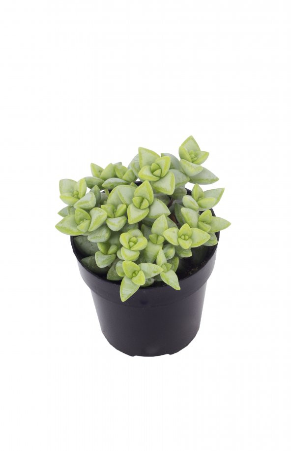 Crassula Rupestris Sukulent ürün görseli