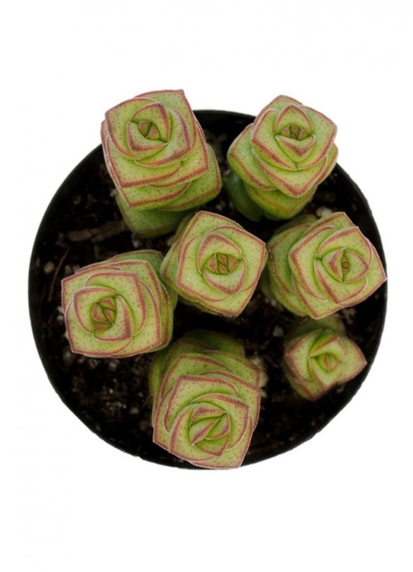 Crassula Jade Necklace Sukulent ürün görseli 1