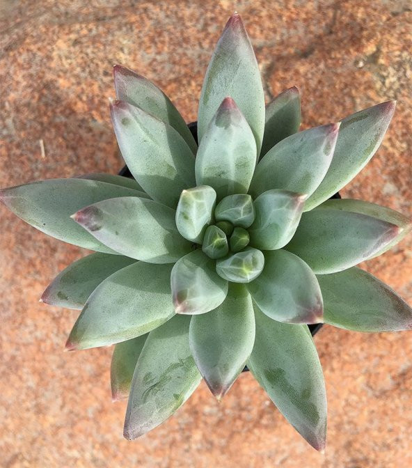 Pachyveria Glauca Little Jewel Sukulent - 3