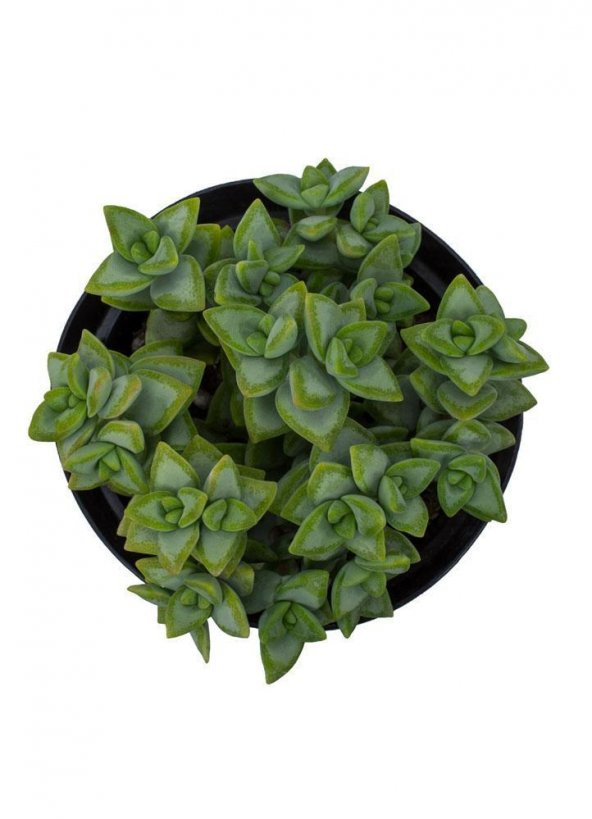 Crassula Rupestris Sukulent - Resim 2