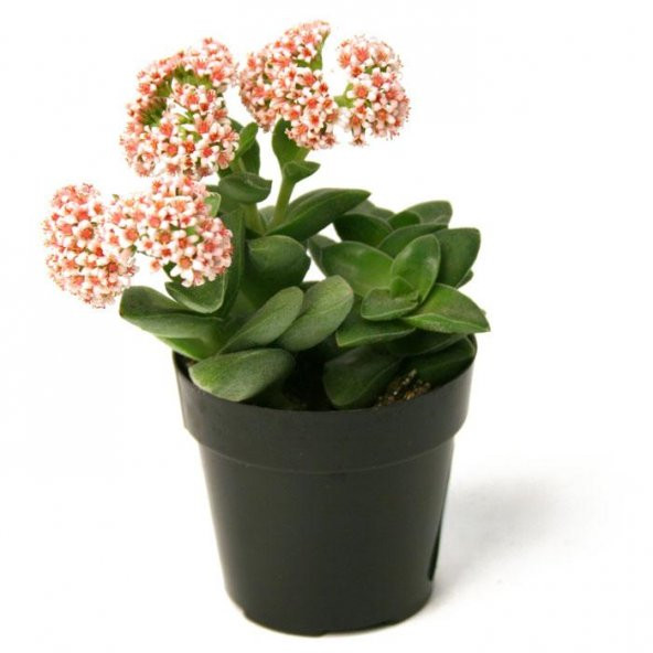 Crassula Springtime Sukulent