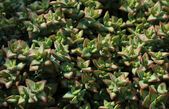 Crassula Rupestris Sukulent - Resim 3