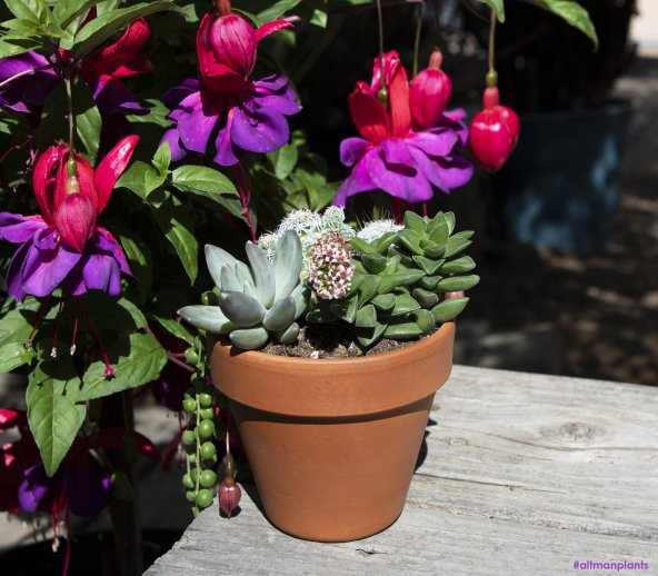 Crassula Springtime Sukulent - Resim 2