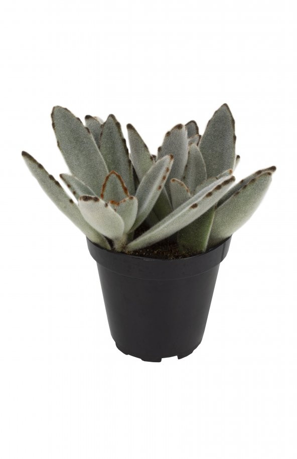 Kalanchoe tomentosa Panda Plant Sukulent