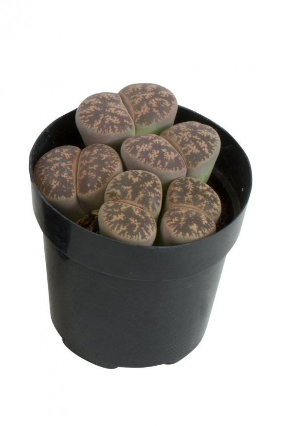 LITHOPS SPP - Resim 2