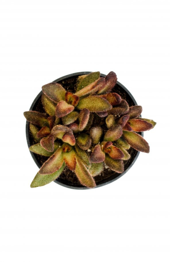 Kalanchoe tomentosa Cinnamon Sukulent - 3