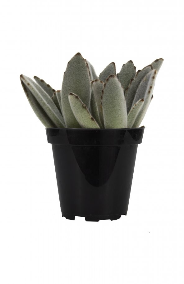 Kalanchoe tomentosa Panda Plant Sukulent - 2