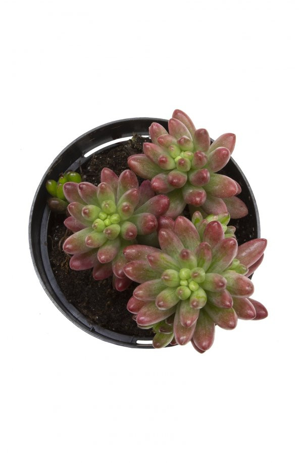 Sedum rubrotinctum Aurora Sukulent - 2