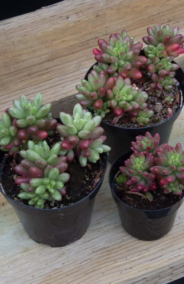 Sedum rubrotinctum Aurora Sukulent - 3