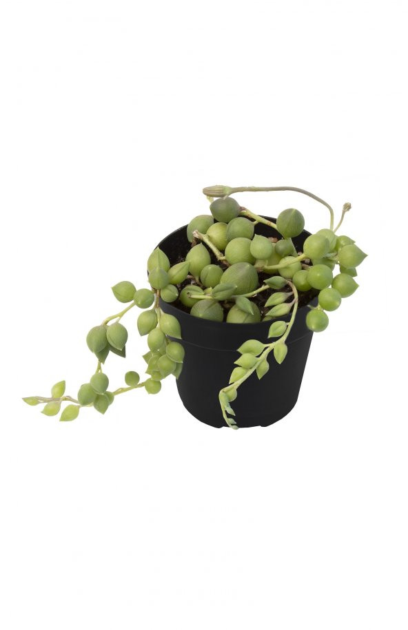 SENECIO STRING OF RAINDROPS SUKULENT