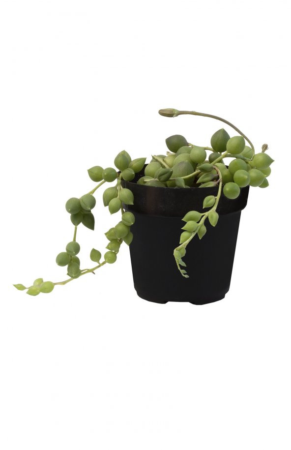 SENECIO STRING OF RAINDROPS SUKULENT - 2